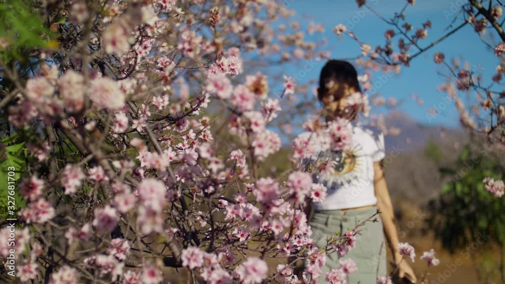 Teenager walks in a Teide National Park studying and smelling spring buds Girl photography Almond flowers on a Smartphone Sonchus Canariensis Boulos in foreground with Pink Almond tree Shot 4.6K Teenager walks in a Teide National Park studying and smelling spring buds Girl photography Almond flowers on a Smartphone Sonchus Canariensis Boulos in foreground with Pink Almond tree Shot 4.6K