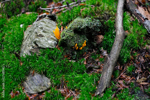 Ekologia środowisko tło zielony mech porost pomarańczowy grzyb kamienie gałążrosnący w lesie