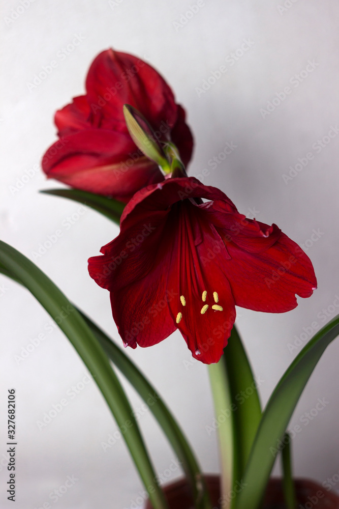Red amaryllis flower blooming, room Lily blooms, plant at home. Nature, white background.