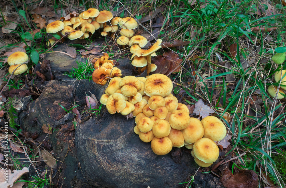 Clump Of Mushrooms On Dead Wood Clump Of Mushrooms On Dead Wood