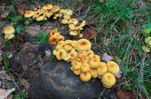 Clump Of Mushrooms On Dead Wood