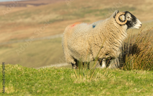 Fototapeta Naklejka Na Ścianę i Meble -  Swaledale sheep in Winter.  Single ewe facing right on rough moorland pasture.  Close up, blurred background.  Arkengarthdale, Tan Hill, Keld, Yorkshire Dales.  Horizontal.  Space for copy.