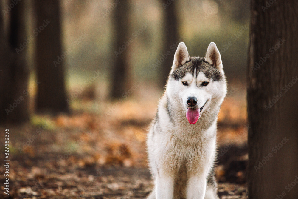 husky portrait cute dog smiling