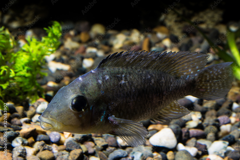 Fototapeta premium FIsh in aquarium