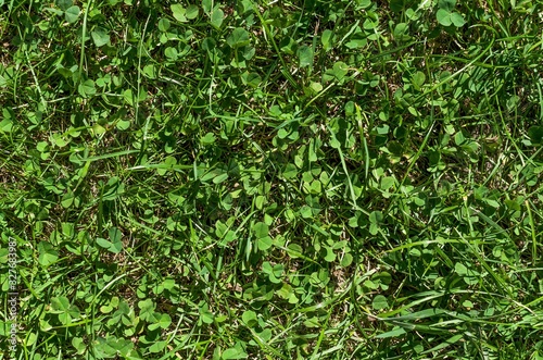 fragment of the green lawn surface with a clear view of the clover leaves in it close-up on the full frame
