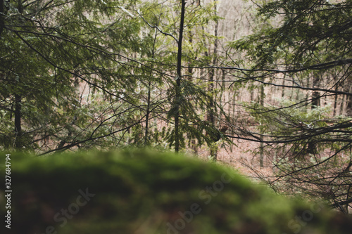 Pines trees in sharp background with blurred foreground