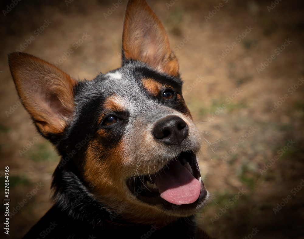 Tri-colored cattle dog looking alert and panting Tri-colored cattle dog looking alert and panting