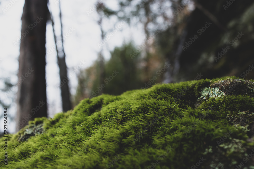 Naklejka premium Moss growing on a rock in the woods