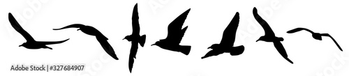 Fotografie, Obraz A seagulls silhouette