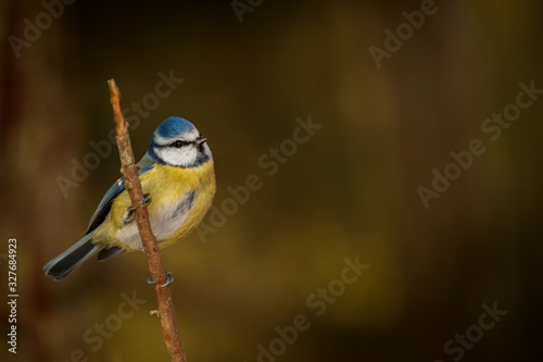 Blue tit on a winters day photo