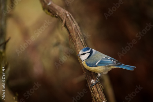 Blue tit on a winters day photo