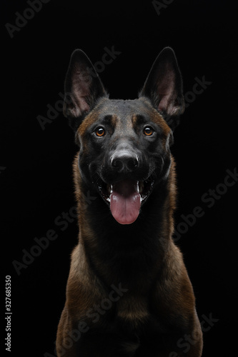 dog on a black background in the studio. Beautiful light. belgian shepherd portrait.