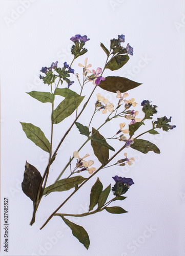 Pressed flowers