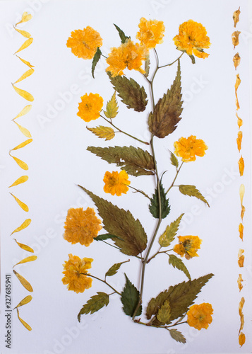 Pressed flowers
