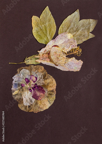 Pressed flowers