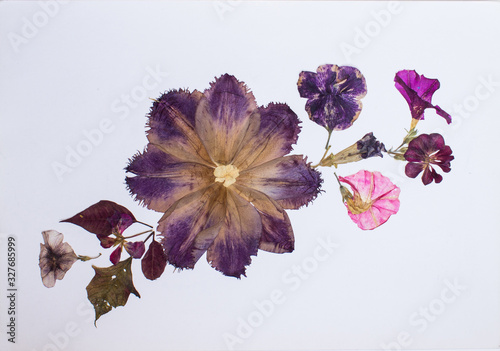 Pressed flowers