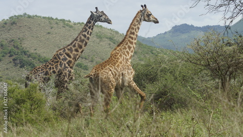 Two giraffes in the savannah in Kenya in Africa. © vadim_ozz