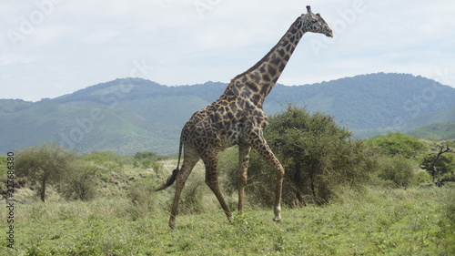 Giraffe in the african savannah in Kenya, Africa.