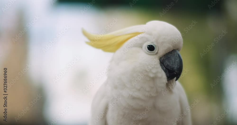 Close up of Sulphur-crested cockatoo, shallow depth of field. BMPCC 4K Close up of Sulphur-crested cockatoo, shallow depth of field. BMPCC 4K