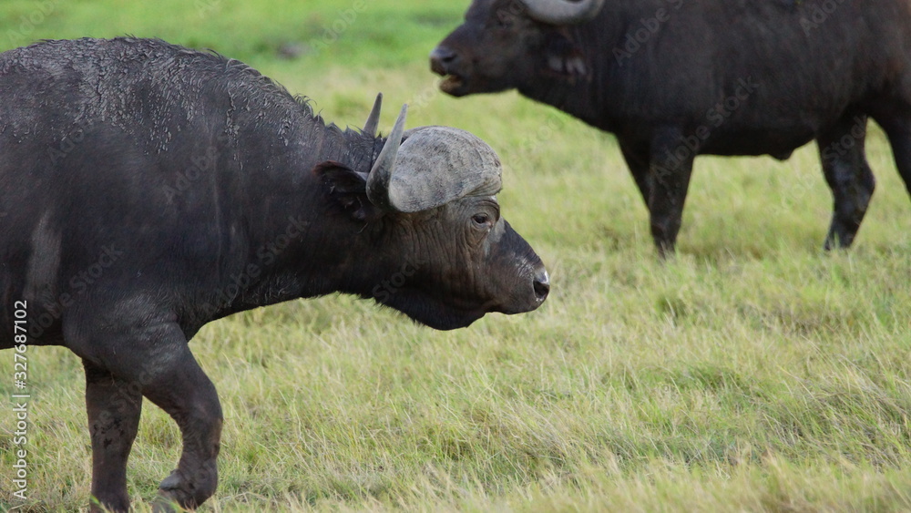 Obraz premium African cape buffalo in savanna in Kenya, animal wildlife in Africa.