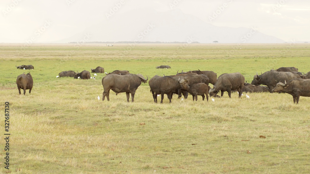 Herd of an African cape buffaloes in savanna in Kenya, animal wildlife in Africa.