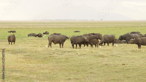 Herd of an African cape buffaloes in savanna in Kenya, animal wildlife in Africa.