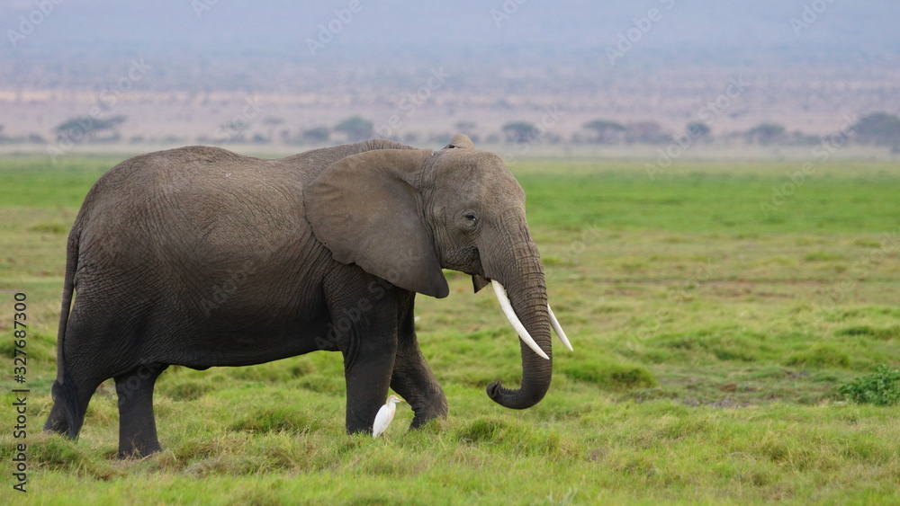 A big elephant walks with a small white bird on the African savannah in a reserve in Kenya.