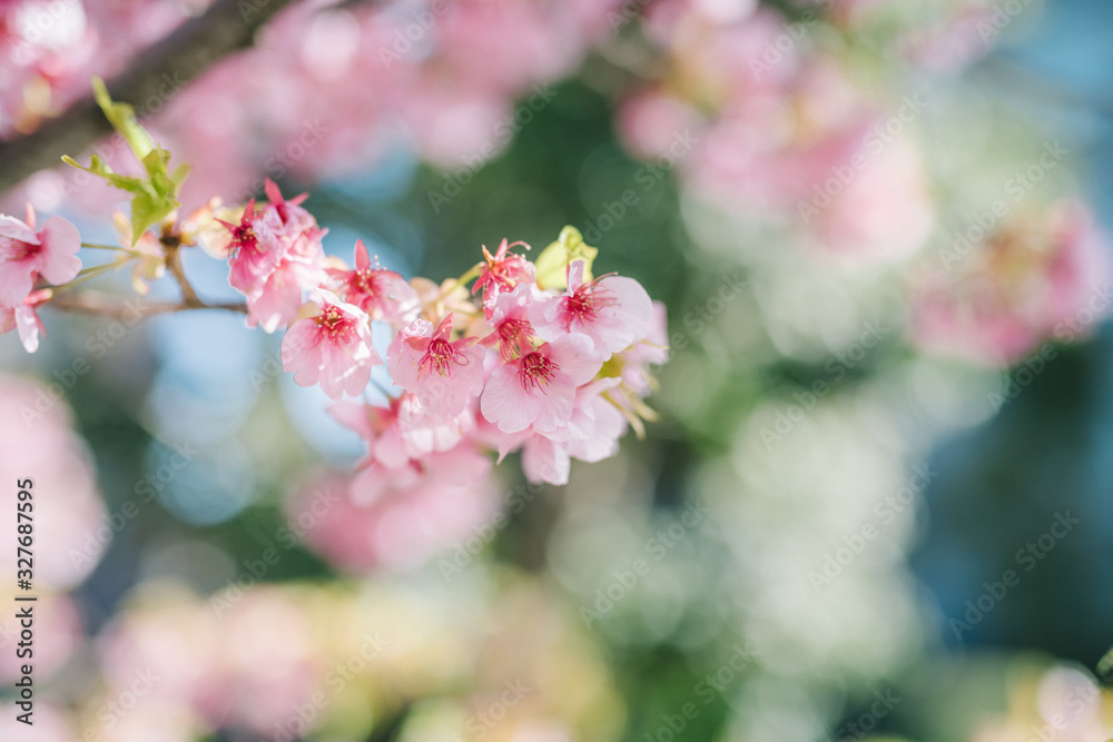 Fototapeta premium 桜