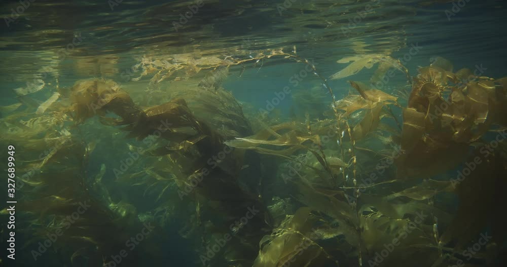 Giant kelp canopy undulating in the waves near surface. Giant kelp canopy undulating in the waves near surface.