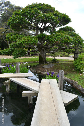 A zigzag walkway made of wooden planks lead over a pond to a tree in a Japanese garden. White and purple irises are growing in the pond. © Anne
