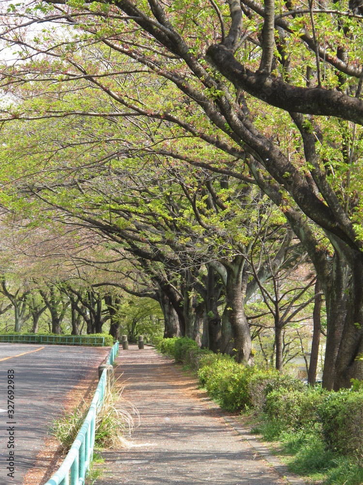 Fototapeta premium 鶴川 公園