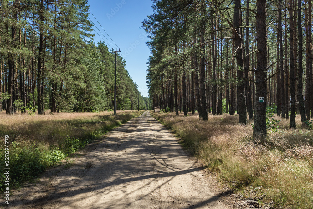 Fototapeta premium Dirt road in pine tree woods near Swierczyna village in West Pomeranian Voivodeship of Poland