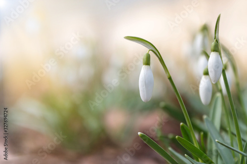 Changing seasons in nature, springtime. Blooming delicate Snowdrop - Galanthus nivalis in sunny day, soft focus, free space. 