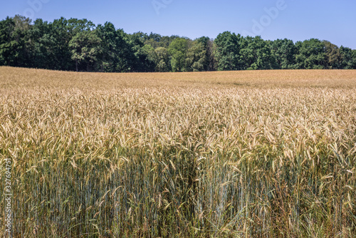Rye field in rural area of West Pomeranian Voivodeship of Poland