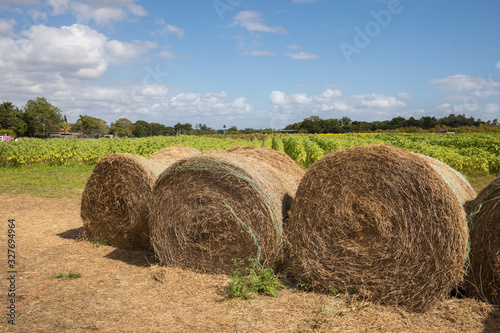 Florida landscapes - Redlands south florida