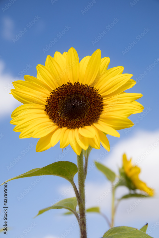 sunflower on background of blue sky sunflower on background of blue sky