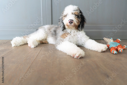 Sheepadoodle puppy lying on kitchen floor with a puppy toy photo