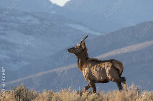 A Spike Bull Elk