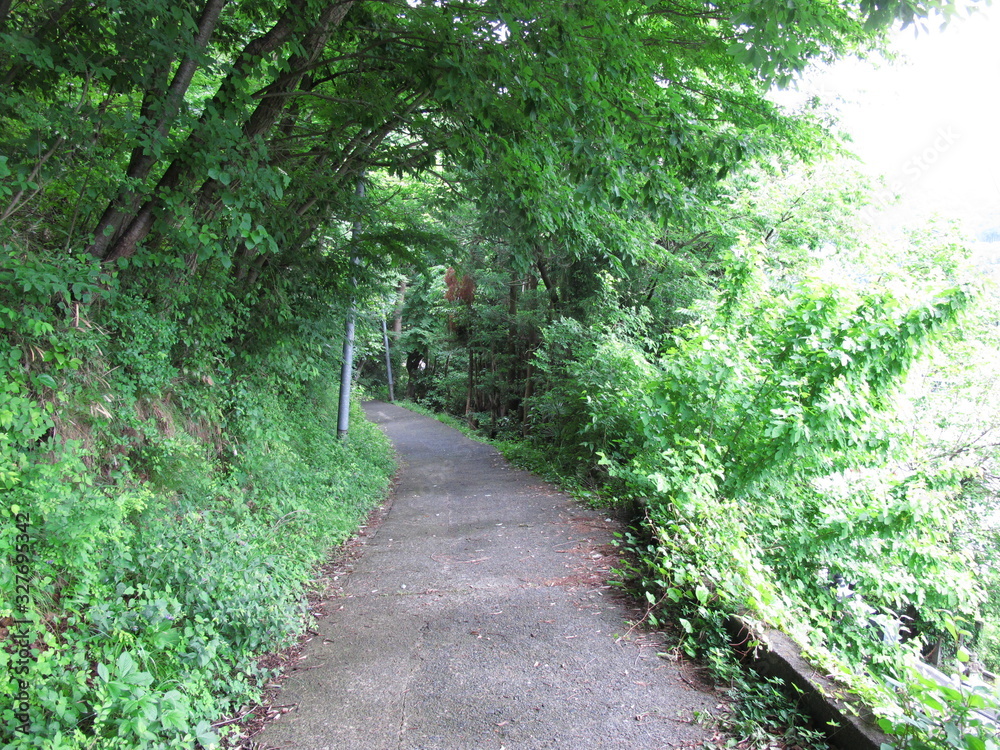 Fototapeta premium 登山道