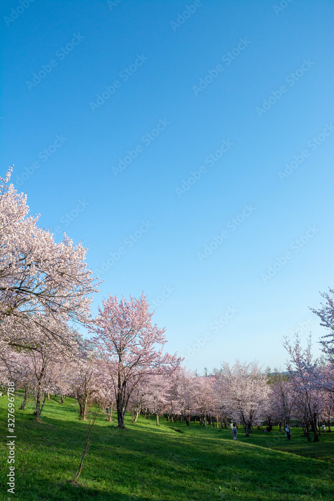 サクラが満開の春の公園