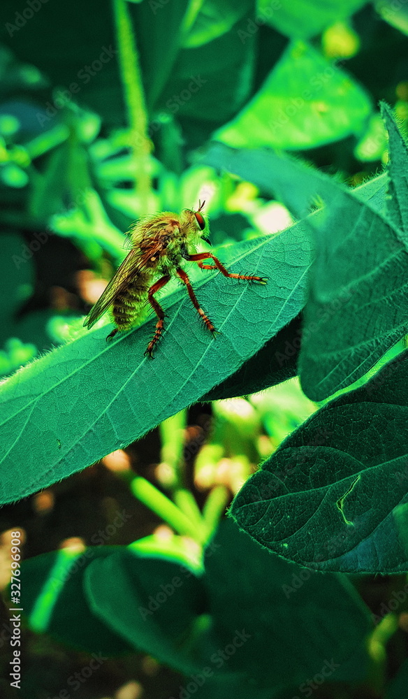 Insect