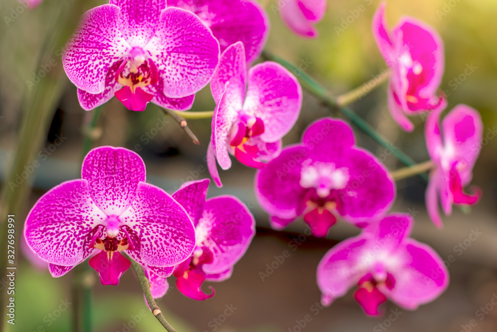 Beautiful bouquet of purple orchids in the garden. Beautiful bouquet of purple orchids in the garden.
