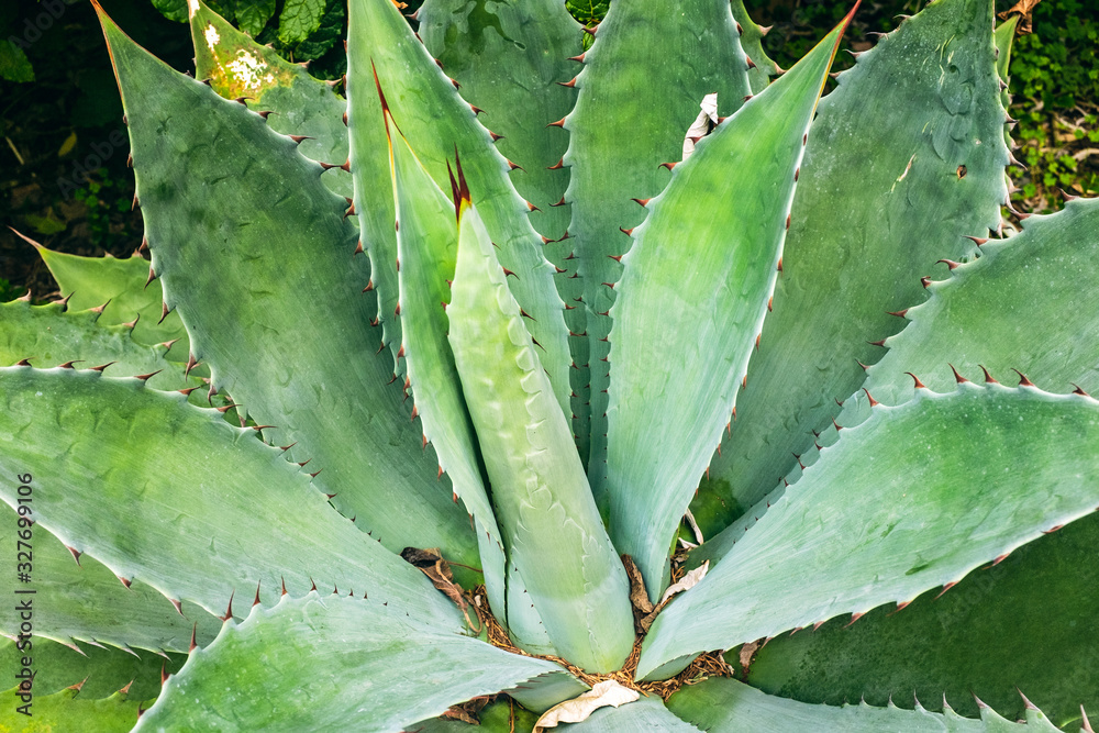 Succulent agave in a dry desert garden Succulent agave in a dry desert garden