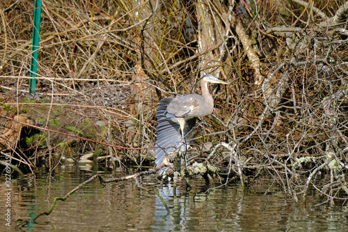 Photography Great blue heron wing fandango