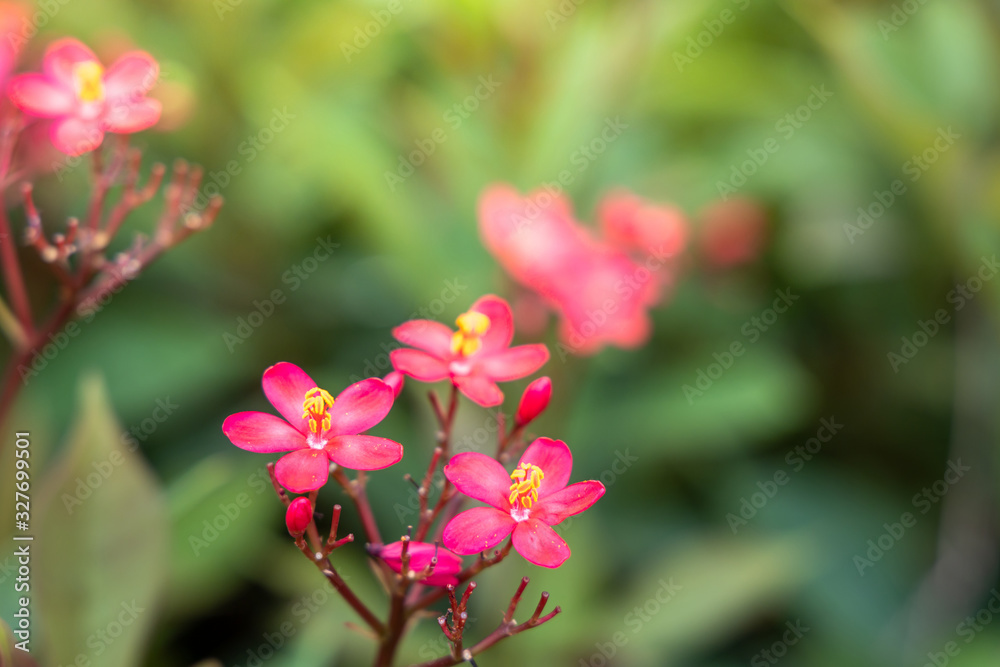 The background image of the colorful flowers The background image of the colorful flowers