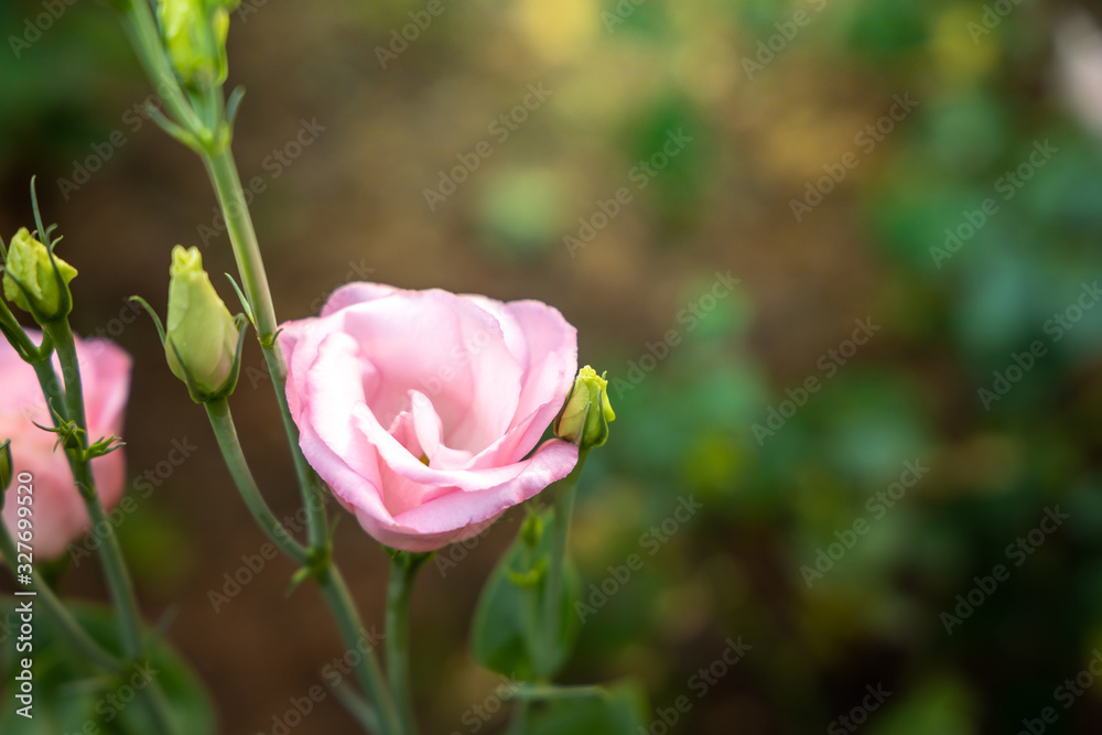 Roses in the garden