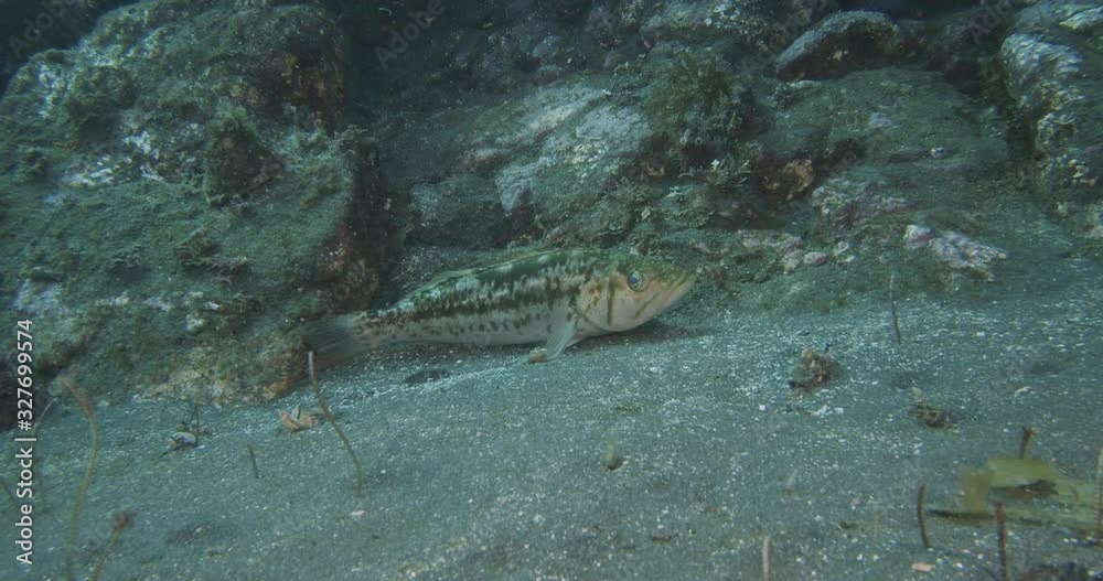 Zoom in on kelp bass resting on sea bed. Zoom in on kelp bass resting on sea bed.