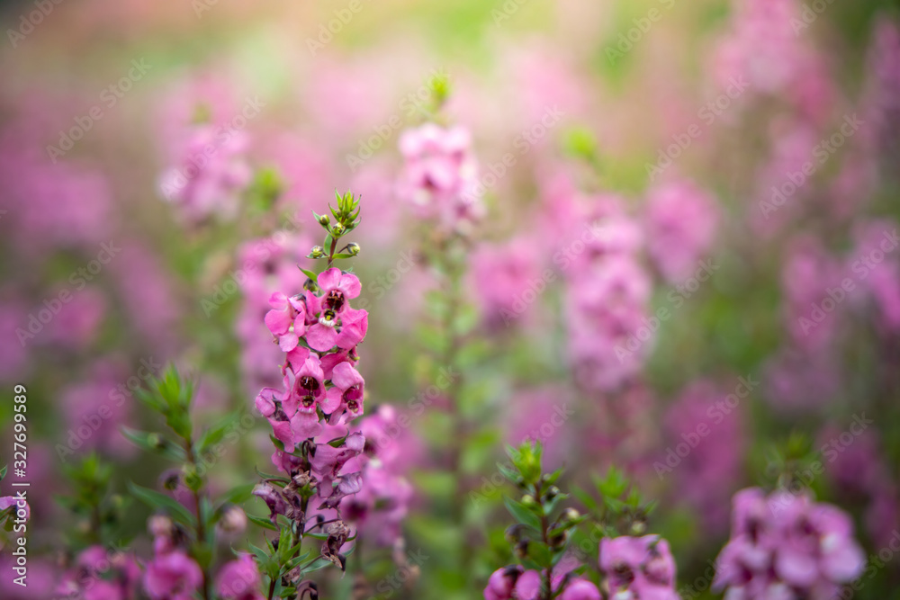 The background image of the colorful flowers The background image of the colorful flowers