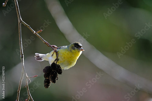 Goldfinch feeding photo