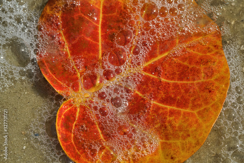 Colorful leaves caught in the surf near the coastline photo